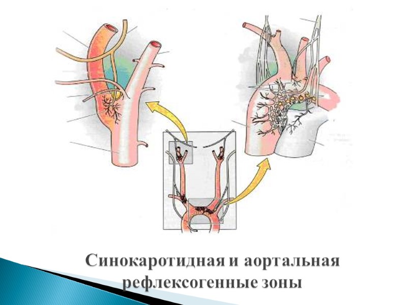 Синокаротидная и аортальная рефлексогенные зоны